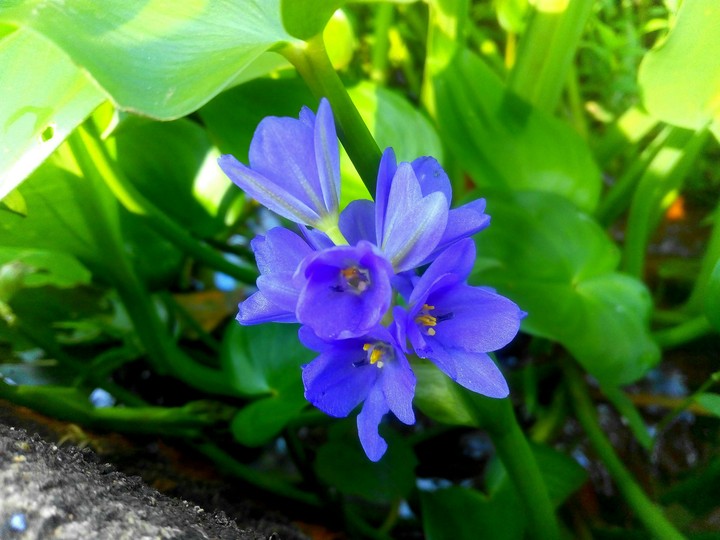 Flower story