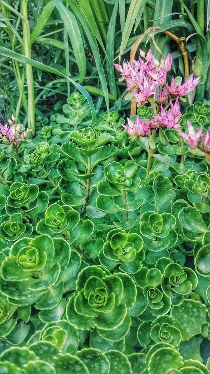 green nature