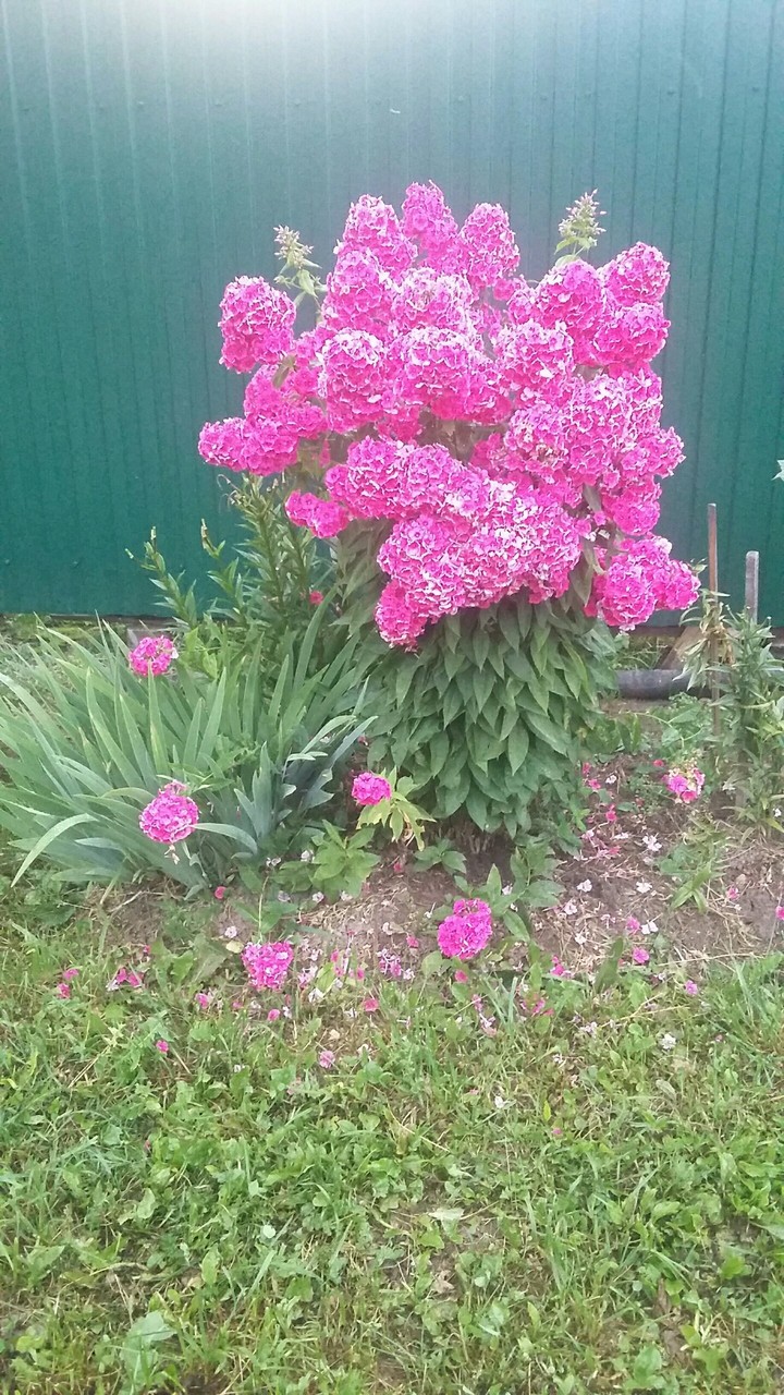 цветочнаяКрасота