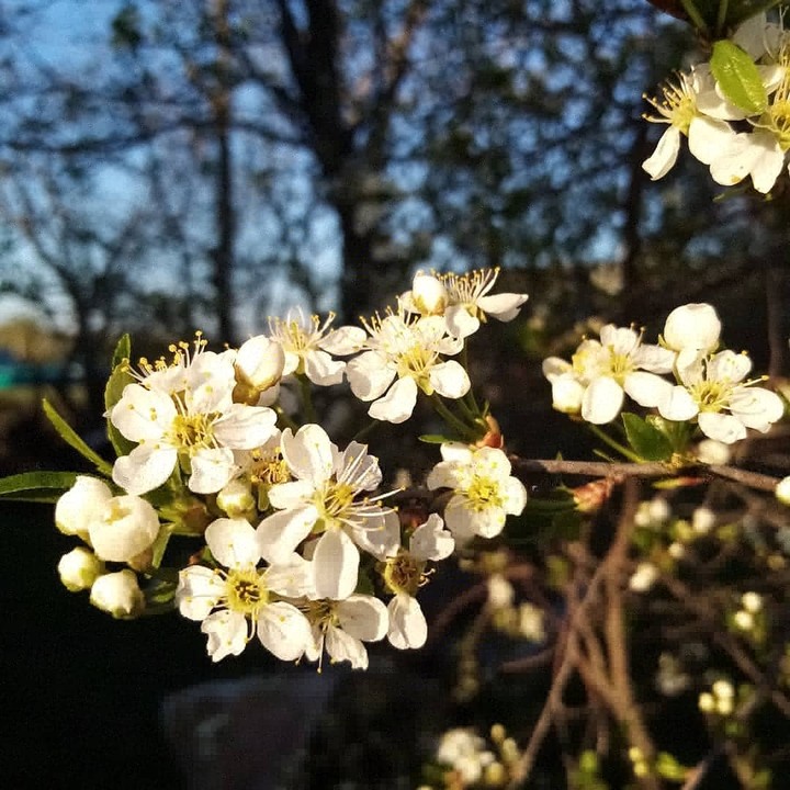 Spring