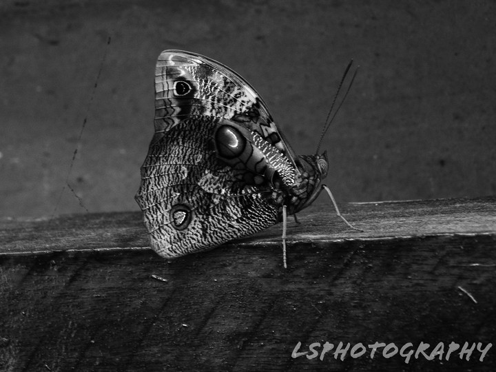 beauty butterfly