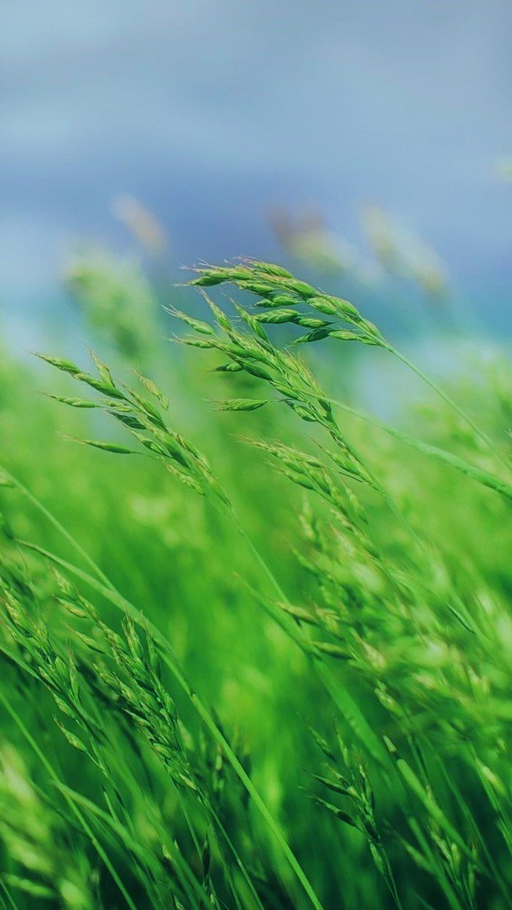 grass