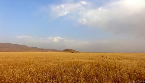 Wheat Fields in Markazi Province in Iran.