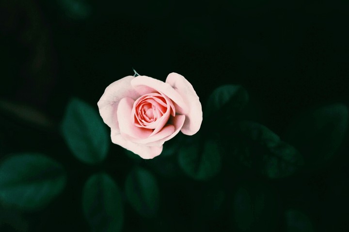 rose