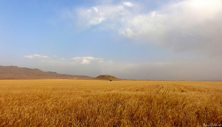 Wheat Fields in Markazi Province in Iran.