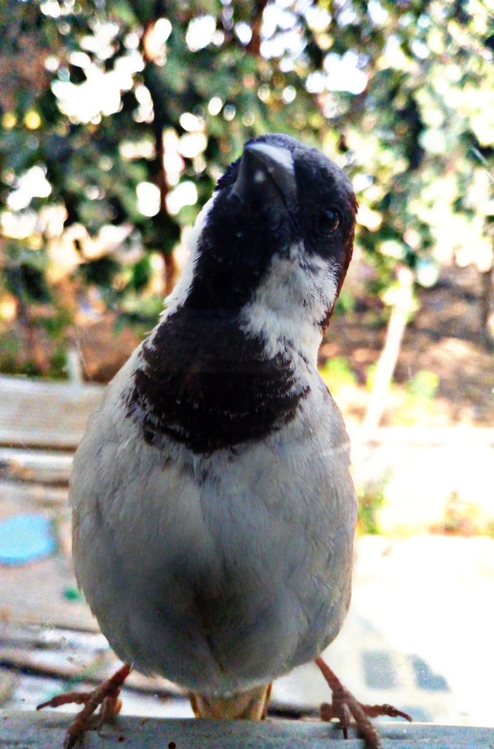 beautiful bird