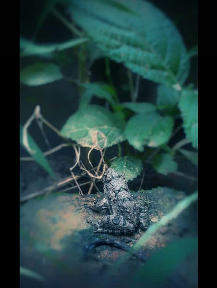 frog