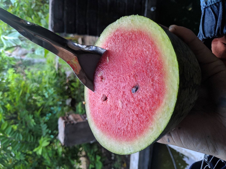 melon