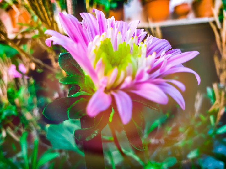 flower
