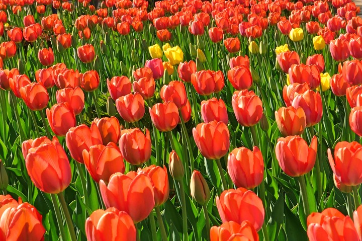Amazing tulips