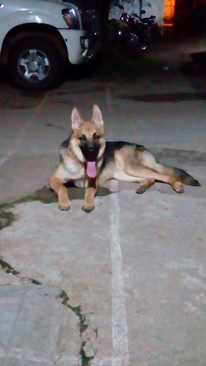 German Shepherd
