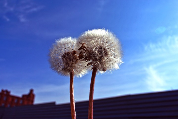 dandelion