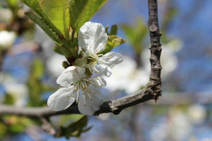 May