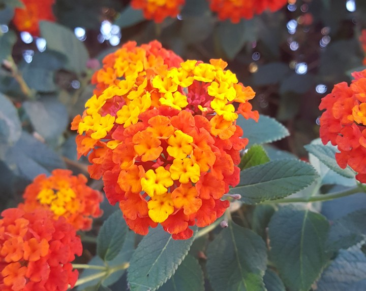 multicolored flower