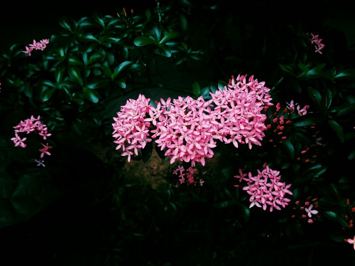Flower story...