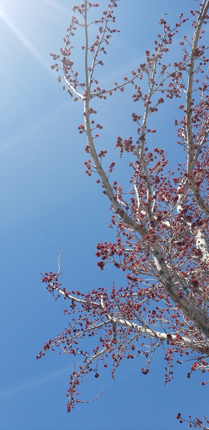 Spring tree