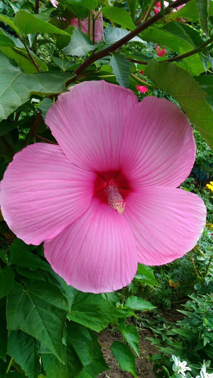 Great hibiscus flower