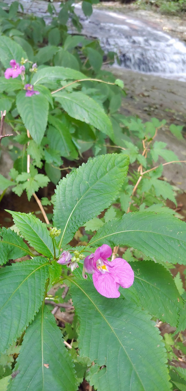 a pink wildflower^^