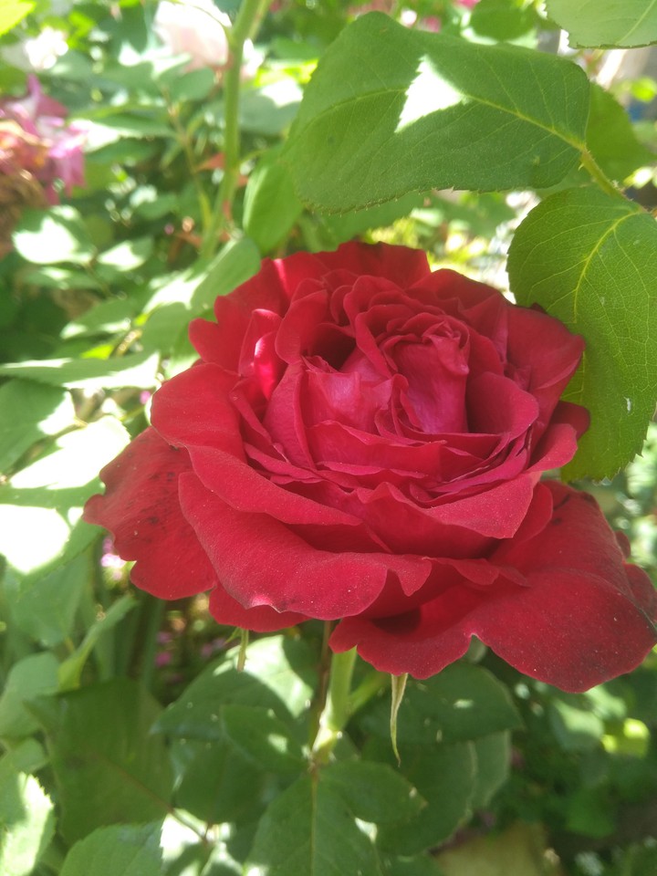 ❤️❤️❤️ FOR YOU ❤️❤️❤️