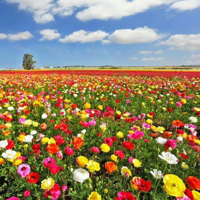 A big garden of flowers