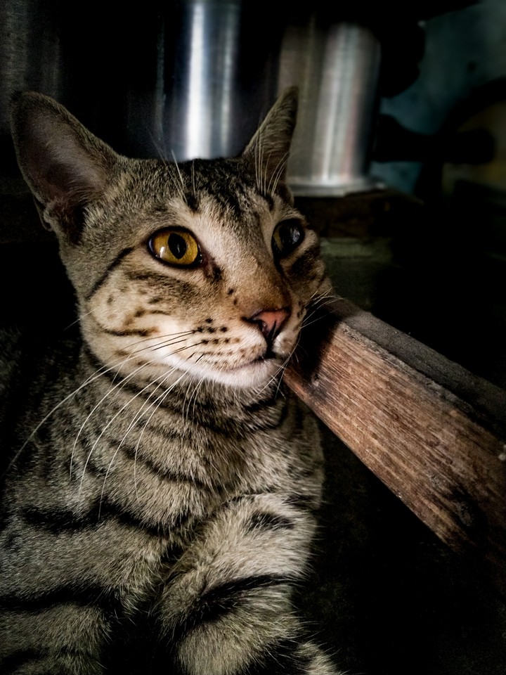 cat