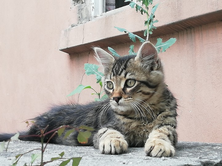 kedi