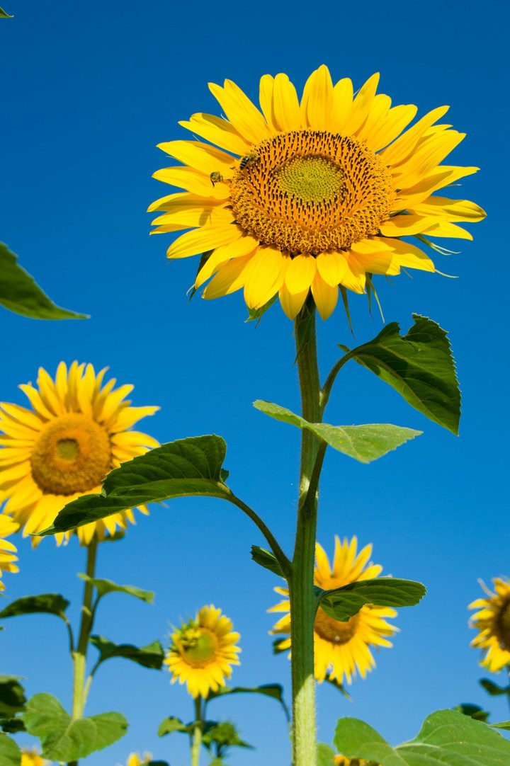 sunflower