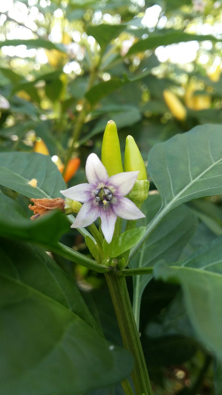 chili