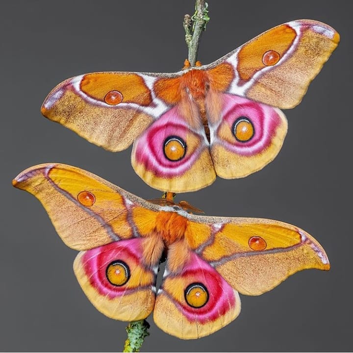 butterfly