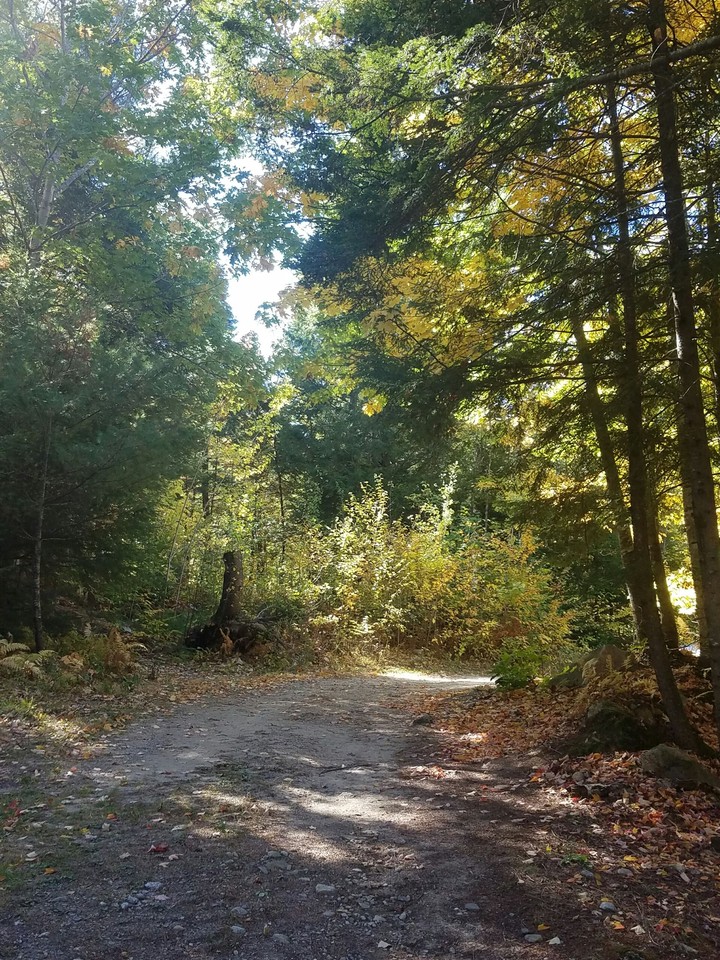 trees