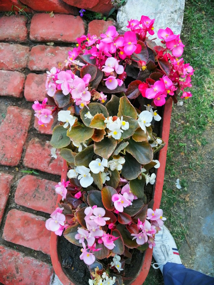 flower