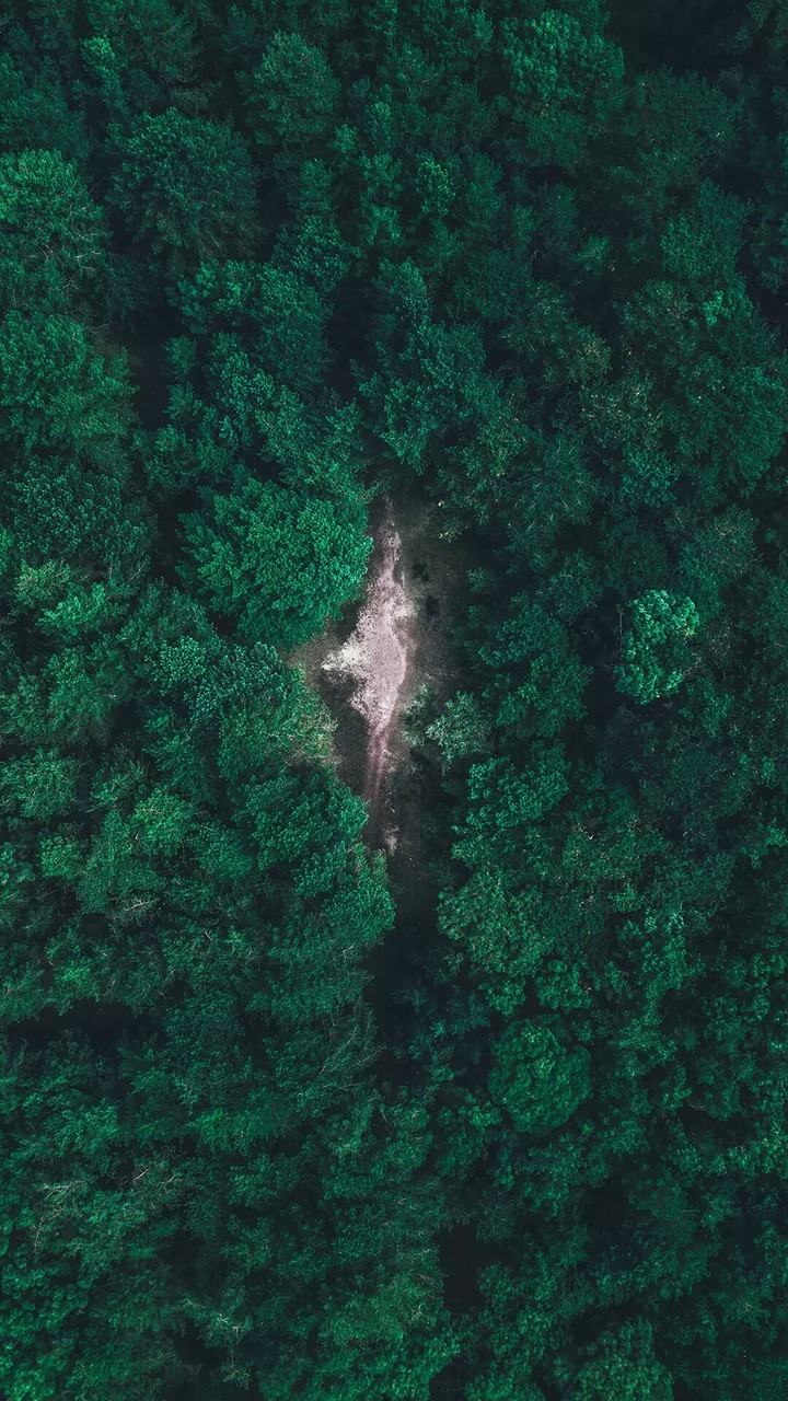 Forrest