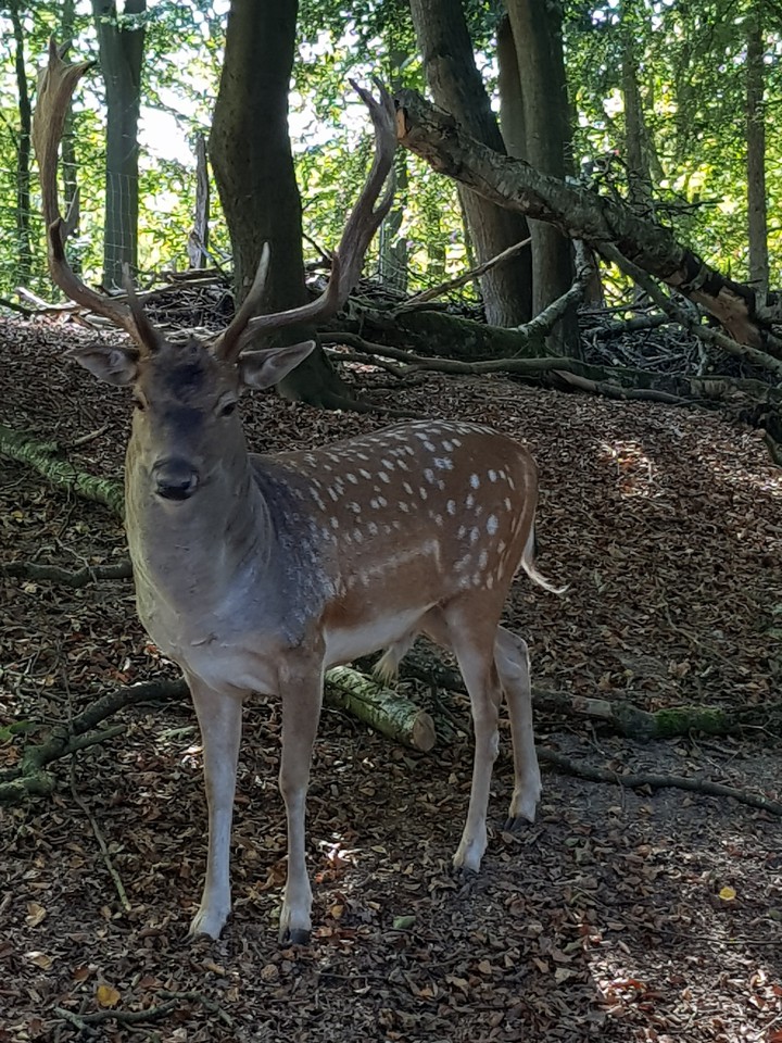 forest