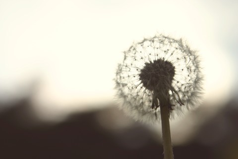 Dandelion