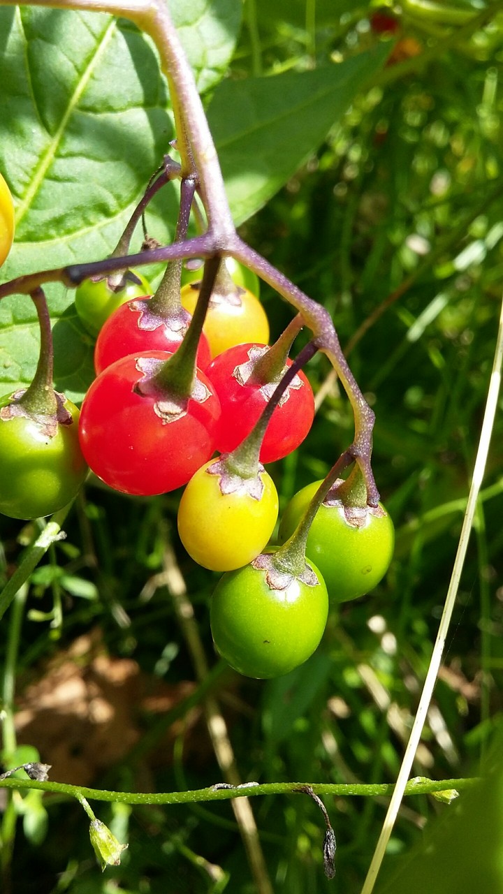 Coloured Fruits