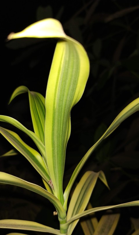 Sundrop plant