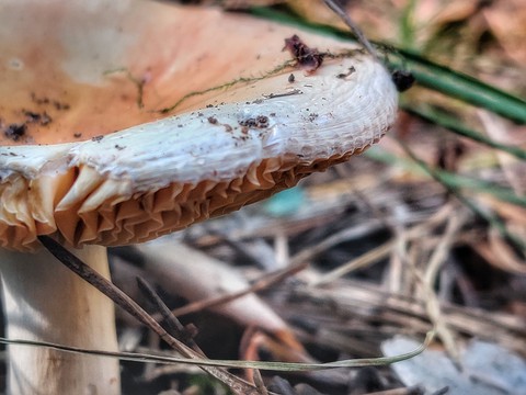 wood, mushroom壁纸
