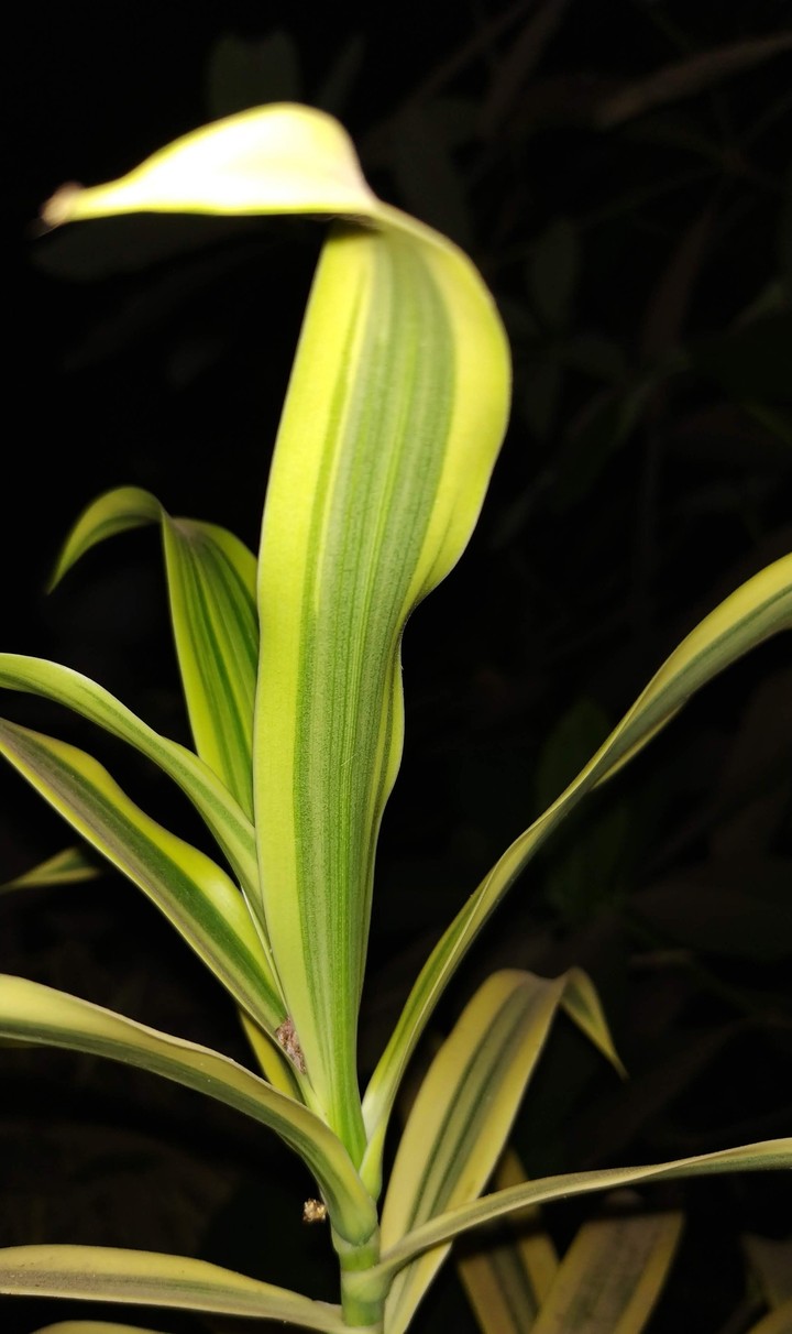 Sundrop plant