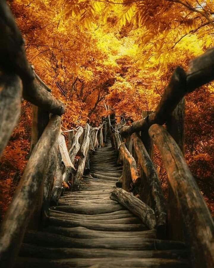 Лестница в осень