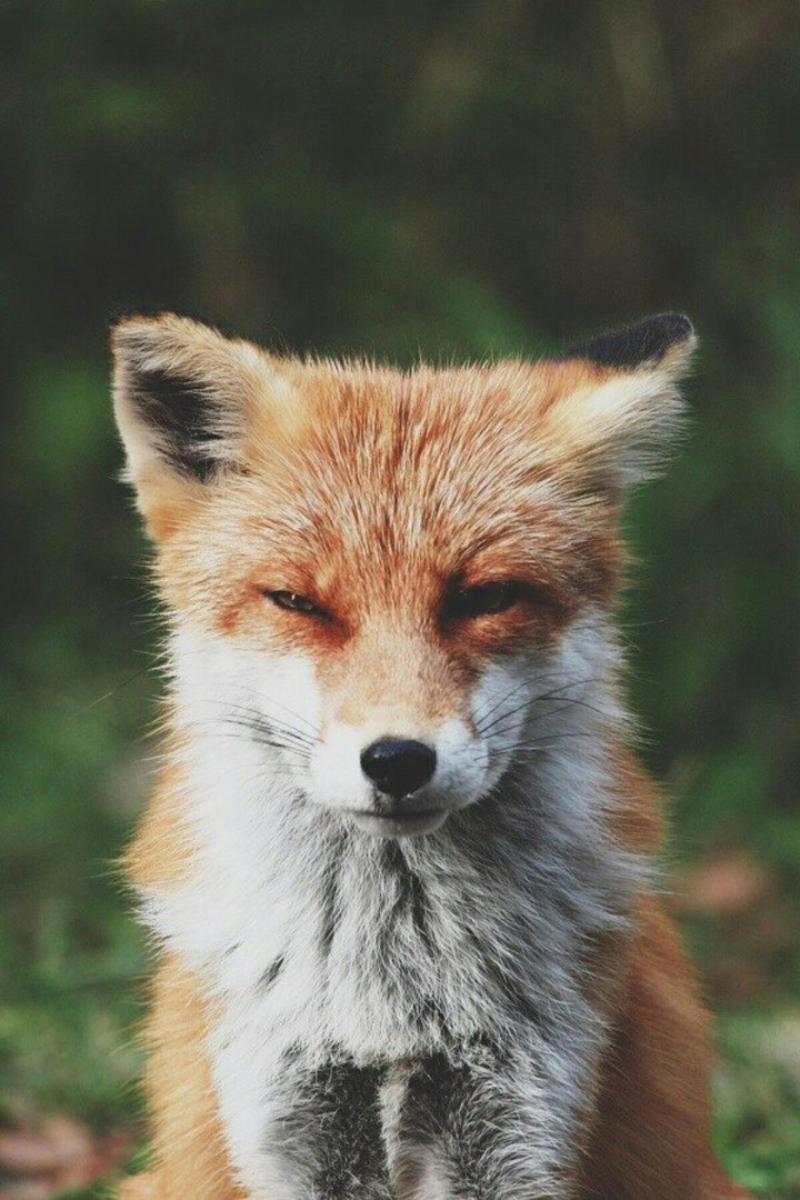 FOX