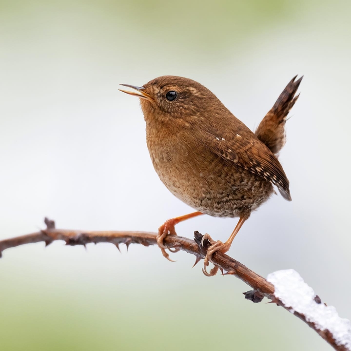 .