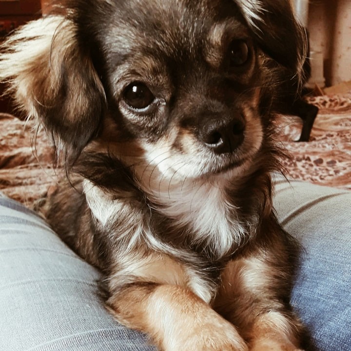 касотка