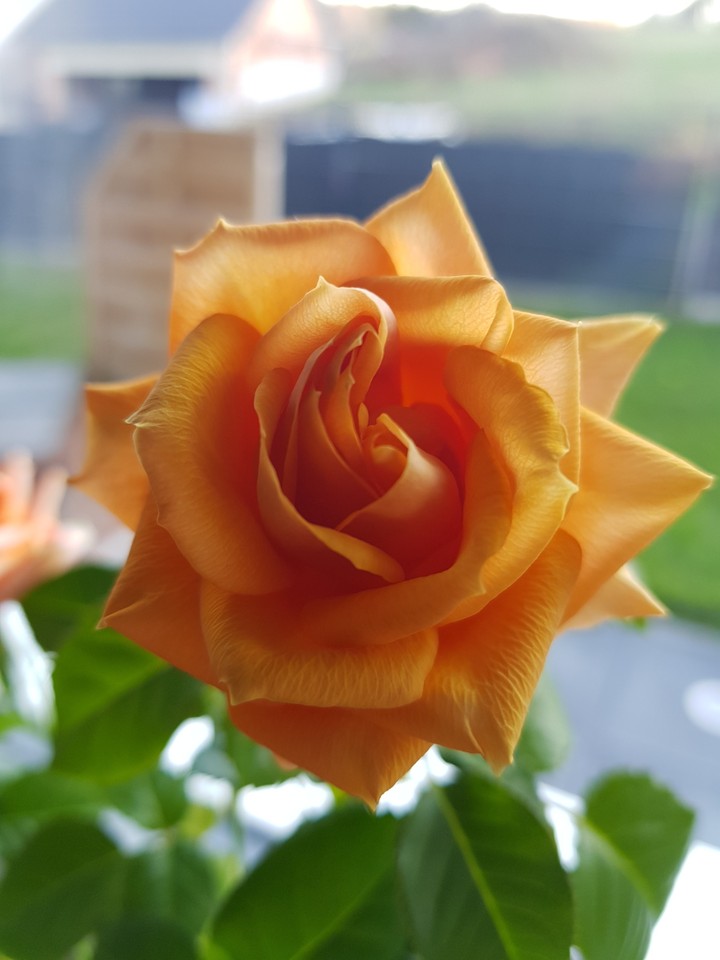 rose der liebe