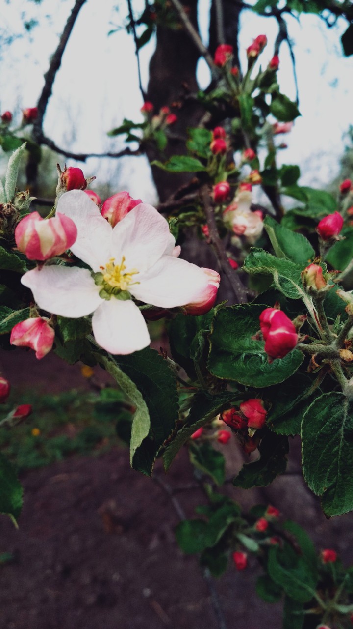 blooming tree