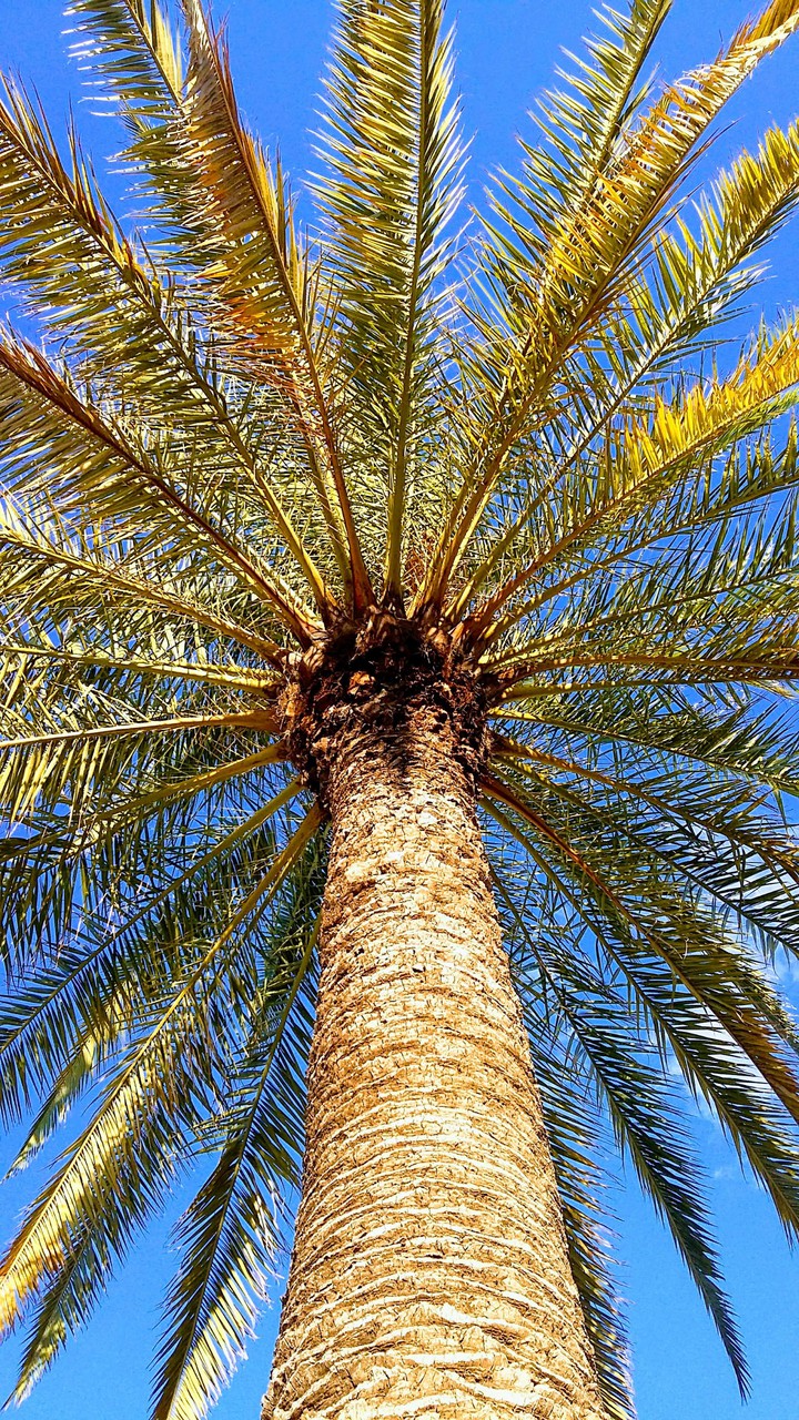 one more palm