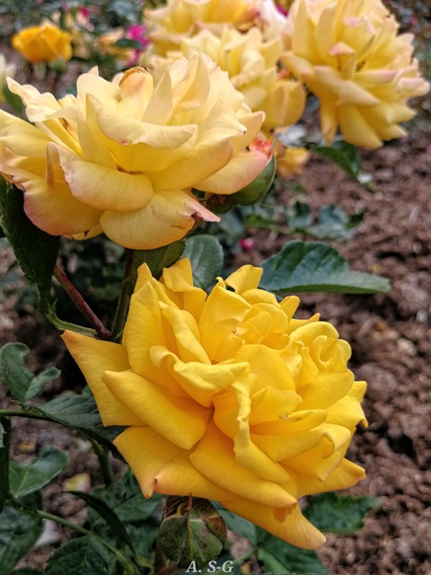 gelbe Rosen