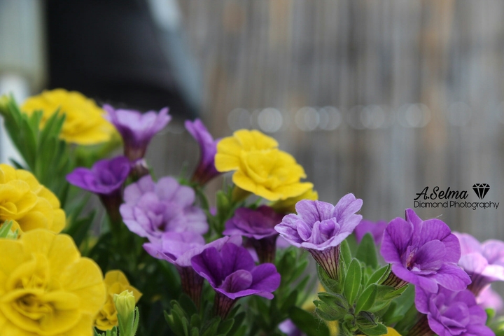 flower