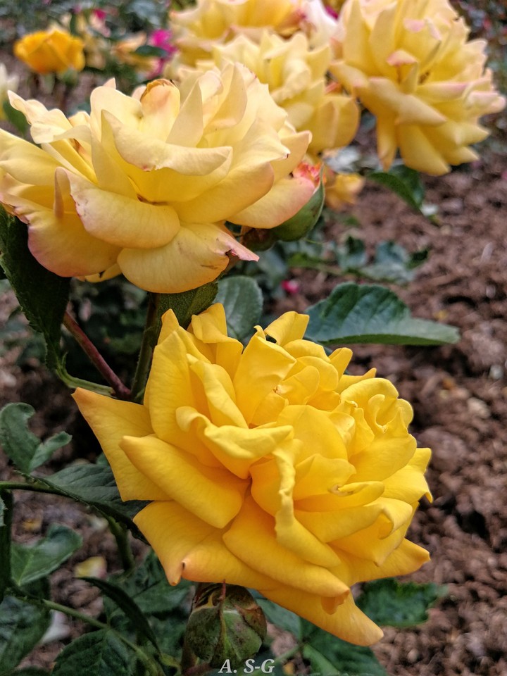 gelbe Rosen