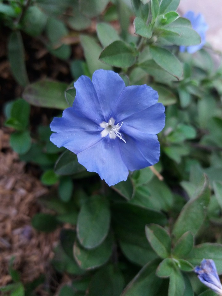 I like flower