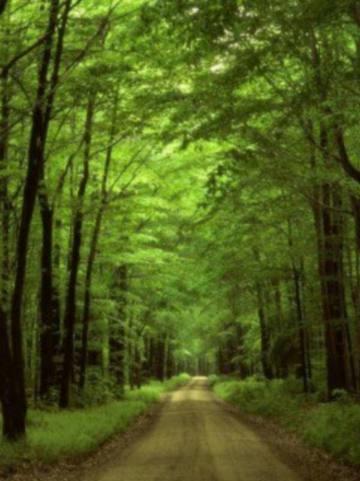 forest